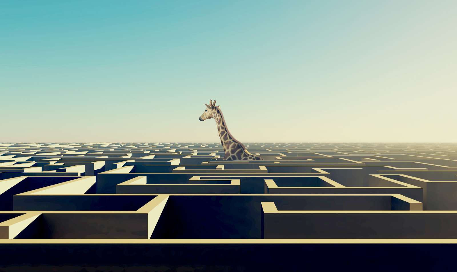 giraffe rises above maze, concept of perspective and clarity